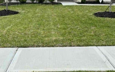 Photo of Charlene M.'s yard after getting lawn care in Alamo, TX