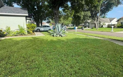 Photo of Linda G.'s yard after getting tree care in Tucson, AZ