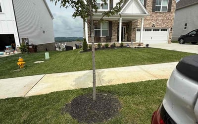Photo of Melissa A.'s yard after getting lawn care in Corpus Christi, TX