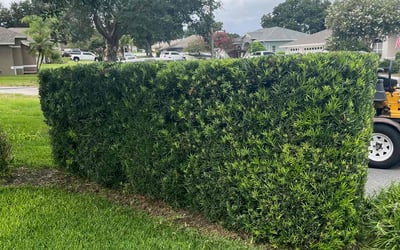 Photo of Glenn T.'s yard after getting tree care in Thonotosassa, FL