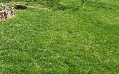 Photo of Nicole P.'s yard after getting lawn care in League City, TX