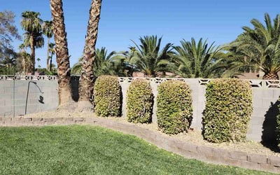 Photo of Dan W.'s yard after getting lawn care in Las Vegas, NV