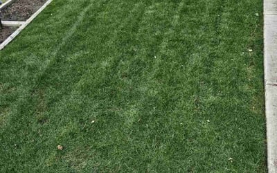 Photo of John S.'s yard after getting lawn care in Covington, WA