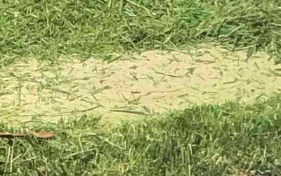 Photo of Beth H.'s yard after getting lawn care in Mission Hills, CA