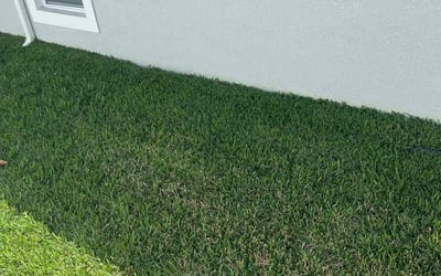 Photo of Tammy T.'s yard after getting lawn care in Dunnellon, FL