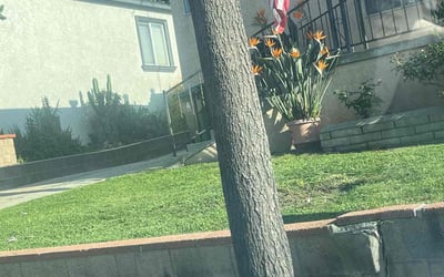 Photo of KAREN R.'s yard after getting lawn care in South Pasadena, CA