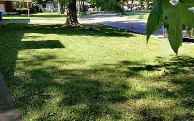 Photo of Felipe B.'s yard after getting lawn care in Granite City, IL