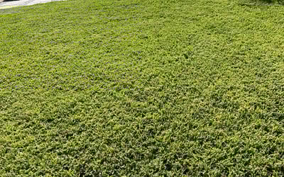 Photo of Kevin H.'s yard after getting lawn care in St. Petersburg, FL