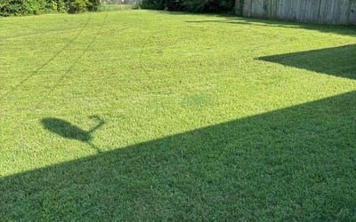 Photo of Brian W.'s yard after getting lawn care in San Antonio, TX