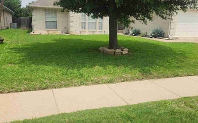 Photo of Renee T.'s yard after getting lawn care in Brandon, FL