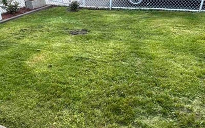Photo of Cindy M.'s yard after getting lawn care in Waynesboro, PA