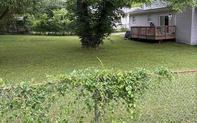 Photo of Jacki S.'s yard after getting lawn care in Ferndale, MI