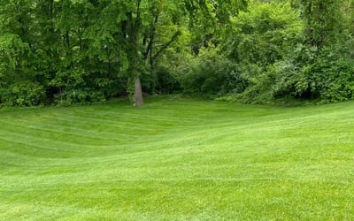 Photo of Nikita R.'s yard after getting lawn care in Springfield, OR