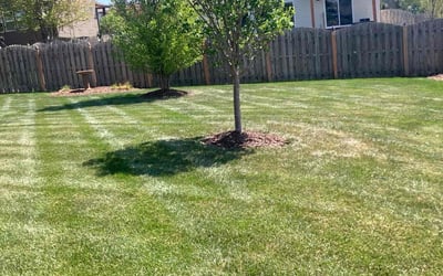 Photo of Jeremy K.'s yard after getting lawn care in Arvada, CO