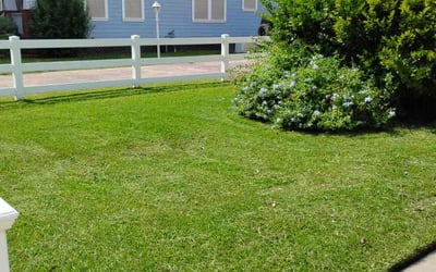 Photo of Sidney K.'s yard after getting lawn care in Sammamish, WA