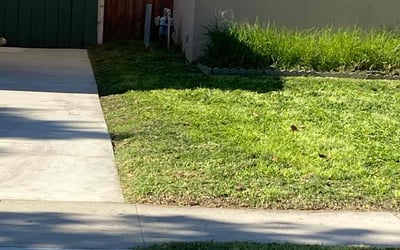 Photo of Mary M.'s yard after getting tree care in Wilmington, NC