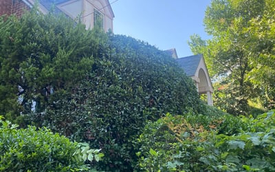 Photo of Gaylon C.'s yard after getting tree care in Kirkland, WA