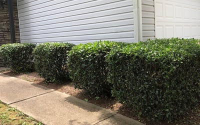 Photo of Dennis T.'s yard after getting tree care in Windsor, CA