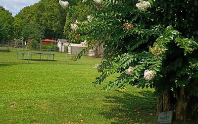 Photo of Anthony M.'s yard after getting tree care in Sioux City, IA