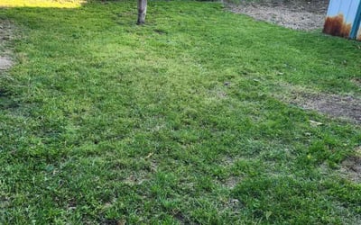 Photo of Shane S.'s yard after getting lawn care in Norwalk, CA