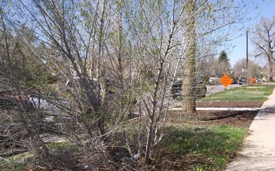 Photo of Matthew K.'s yard after getting lawn care in Park Ridge, IL