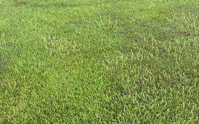 Photo of Marti B.'s yard after getting lawn care in The Villages, FL