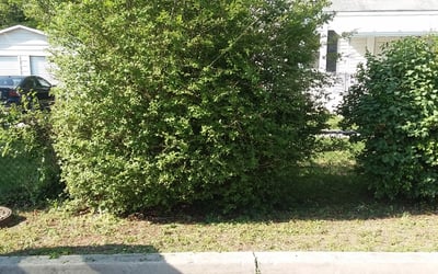 Photo of Herman J.'s yard after getting tree care in Swanton, OH