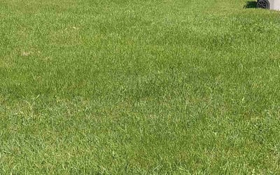 Photo of Eva Q.'s yard after getting lawn care in Milwaukee, WI