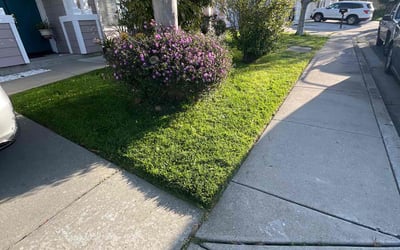 Photo of Elizabeth F.'s yard after getting lawn care in Brentwood, CA