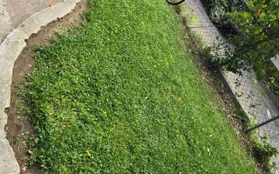 Photo of Cameron G.'s yard after getting lawn care in Independence, KY