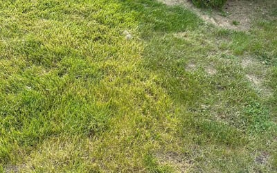 Photo of Janet W.'s yard after getting tree care in Canton, OH