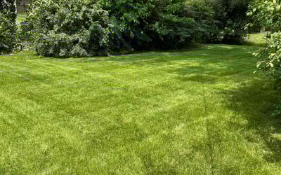 Photo of Cameron D.'s yard after getting lawn care in Hanover Park, IL