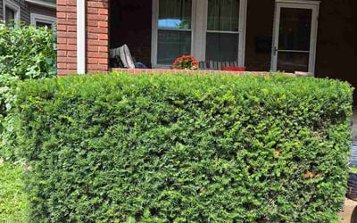 Photo of Missy Y.'s yard after getting lawn care in Hutto, TX