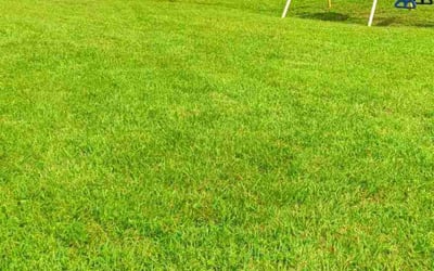 Photo of James D.'s yard after getting lawn care in Palmetto, FL
