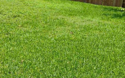 Photo of Laura R.'s yard after getting lawn care in Napa, CA