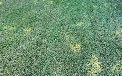 Photo of Carlos R.'s yard after getting lawn care in Virginia Beach, VA