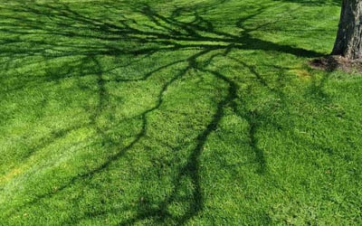 Photo of Jeffrey P.'s yard after getting lawn care in Sewickley, PA