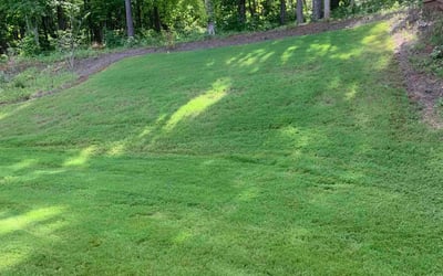 Photo of Marie D.'s yard after getting lawn care in Union, NJ