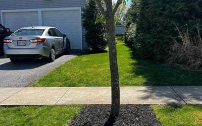 Photo of Rebecca P.'s yard after getting lawn care in Cibolo, TX