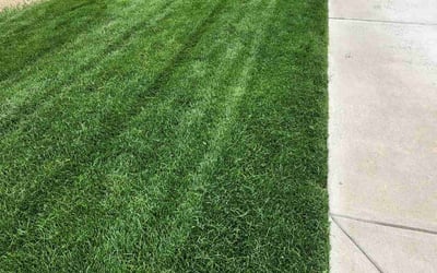 Photo of John C.'s yard after getting lawn care in Loveland, CO