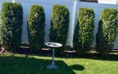Photo of Betsy C.'s yard after getting lawn care in Pawtucket, RI