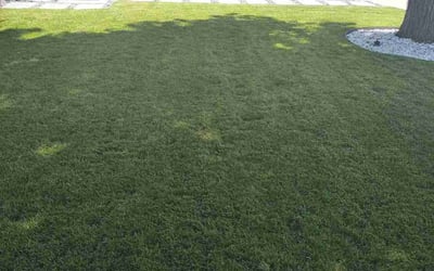 Photo of Robin H.'s yard after getting lawn care in Santa Clara, CA