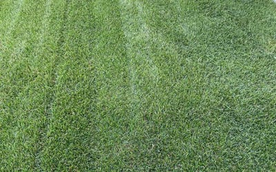 Photo of Alina M.'s yard after getting lawn care in Branford, CT