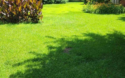Photo of Thomas L.'s yard after getting lawn care in West Springfield, MA