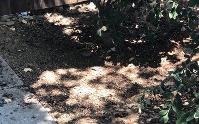 Photo of Kelly T.'s yard after getting tree care in Elgin, TX