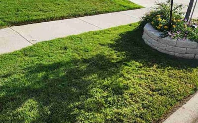Photo of Emily R.'s yard after getting lawn care in Taylor, TX