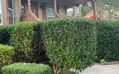 Photo of Joshua L.'s yard after getting tree care in Holly Springs, NC