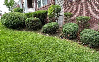 Photo of Lloyd C.'s yard after getting lawn care in Lorton, VA