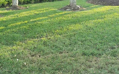 Photo of Ale C.'s yard after getting lawn care in Ellenton, FL