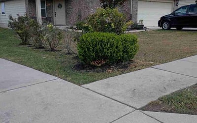 Photo of Debra M.'s yard after getting tree care in Van Nuys, CA